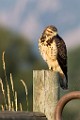 Sigma 150-600mm Test Shots  Swainson's Hawk