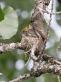 Sigma 150-600mm Test Shots  House Wren