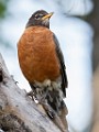 Sigma 150-600mm Test Shots  American Robin