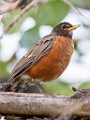 Sigma 150-600mm Test Shots  American Robin