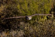 Soronan Desert Museum  Great Horn Owl : Great Horned Owl