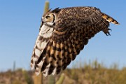 Soronan Desert Museum  Great Horn Owl : Great Horned Owl