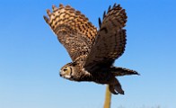 Soronan Desert Museum  Great Horn Owl : Great Horned Owl