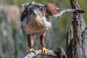 Soronan Desert Museum  Red-tailed Hawk : Red-tailed Hawk