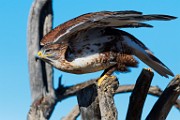 Soronan Desert Museum  Red-tailed Hawk : Red-tailed Hawk