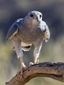 Soronan Desert Museum  Gray Hawk