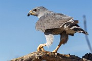 Soronan Desert Museum  Gray Hawk : Gray Hawk