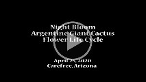 night bloom
