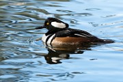 Hooded Merganser 02  Hooded Merganser