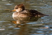 Hooded Merganser 05  Hooded Merganser