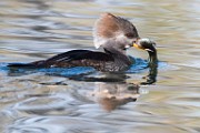 Hooded Merganser 06  Hooded Merganser