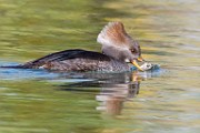 Hooded Merganser 07  Hooded Merganser