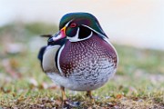 Wood Ducks and Mergansers, Oct 2017