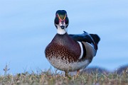 Wood Duck 02  Wood Duck
