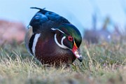 Wood Duck 03  Wood Duck