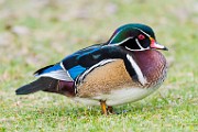 Wood Duck 05  Wood Duck