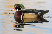 Wood Duck 10  Wood Duck