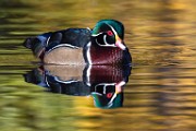 Wood Duck 11  Wood Duck