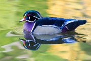 Wood Duck 12  Wood Duck