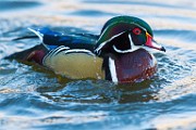 Wood Duck 15  Wood Duck
