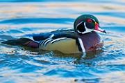 Wood Duck 17  Wood Duck