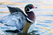 Wood Duck 18  Wood Duck