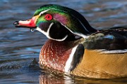 Wood Duck 20  Wood Duck