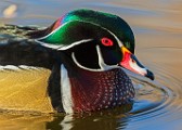 Wood Duck 22  Wood Duck