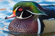 Wood Duck 23  Wood Duck