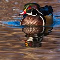 Wood Duck 25  Wood Duck