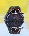 Wood Duck 26  Wood Duck