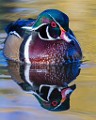 Wood Duck 27  Wood Duck