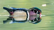 Wood Ducks, Fall 2018