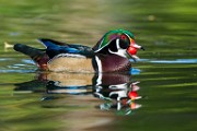 Wood Ducks  Wood Ducks : Wood Ducks