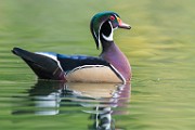 Wood Ducks  Wood Ducks : Wood Ducks