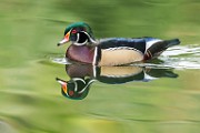 Wood Ducks  Wood Ducks : Wood Ducks