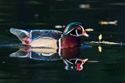 Wood Ducks  Wood Ducks : Wood Ducks