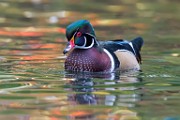 Wood Ducks  Wood Ducks : Wood Ducks