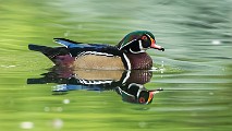 Wood Ducks  Wood Ducks : Wood Ducks