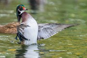 Wood Ducks  Wood Ducks : Wood Ducks