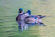 Wood Ducks  Wood Ducks : Wood Ducks