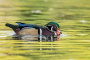 Wood Ducks  Wood Ducks : Wood Ducks