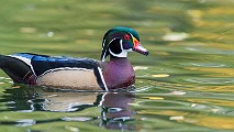 Wood Ducks  Wood Ducks : Wood Ducks