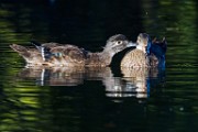 Wood Ducks  Wood Ducks : Wood Ducks