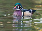 Wood Ducks  Wood Ducks : Wood Ducks