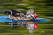 Wood Ducks  Wood Ducks : Wood Ducks