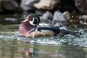 Wood Ducks  Wood Ducks : Wood Ducks