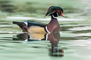 Wood Ducks  Wood Ducks : Wood Ducks