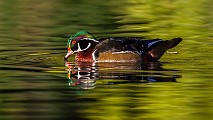 Wood Ducks  Wood Ducks : Wood Ducks