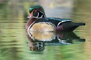 Wood Ducks  Wood Ducks : Wood Ducks